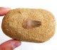 (image for) Good Price Very Exciting Finely Shaped Tooth from Mosasaurus 91 grams Embedded in Porous Sandstone High Interesting Collectible Item from Morocco Buy Now!