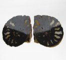 Bra Pris Snygg Samlarfossil 2 st/1 par Ammonit 14,80 gram Polerade Halvor från Marocko Köp Nu!