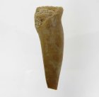 (bild för) Bra Pris Enchodus Fossil Fisktand 3,95 gram Uppskattat 100 milj år gammal från Sahara, Marocko Köp Nu!