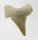 (image for) Good Price Nice Collection Fossile Shark Tooth 5,05 gram Nice Shape from Morocko Purchase Now!