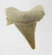 (image for) Good Price Nice Collection Fossile Shark Tooth 5,05 gram Nice Shape from Morocko Purchase Now!