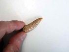 (bild för) Enchodus Fossil Fisktand 3,7 gram