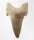 (image for) Good Price Nice Collection Fossile Shark Tooth 19,55 gram Nice Shape from Morocko Purchase Now!