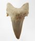 (image for) Good Price Nice Collection Fossile Shark Tooth 19,55 gram Nice Shape from Morocko Purchase Now!