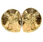 (bild för) Bra Pris Mycket vackert Naturligt Konstverk Fossil 2 st/1 par Ammonit 147 gram Sågad Polerade Halvor Intressant Spännande Samlar Objekt från Marocko Köp Nu!