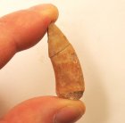 Bra Pris Enchodus Fossil Fisktand 4,30 gram Uppskattat 100 milj år gammal från Sahara, Marocko Köp Nu!