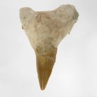 (bild för) Bra Pris Snygg Samlarfossil Hajtand 30,05 gram Fint Formad från Marocko Köp Nu!