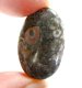 (image for) Good Price Very Beutiful Crinoid Fossile Coral 36,15 carat Oval Cabochon Nice Colour and Pattern from China Purchase Now!