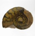 Bra Pris Snygg Samlarfossil Ammonit 13,50 gram Polerad Halva från Marocko Köp Nu!