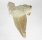 (image for) Good Price Nice Collection Fossile Shark Tooth 27,70 gram Nice Shape from Morocko Purchase Now!