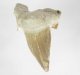 (image for) Good Price Nice Collection Fossile Shark Tooth 27,70 gram Nice Shape from Morocko Purchase Now!