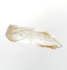 (image for) Good Price Very Fine Interesting Rock Crystal/White Quartz 31,05 carat Natural Terminated Crystal Nice Collectable Material from Morocco Buy Now!