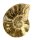 (image for) Good Price Very Beautiful Natural Artwork Fossil Ammonite 66 grams Sawn Polished Half Interesting Exciting Collectible Item from Morocco Buy Now!