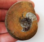 Polerad Ammonit 55x45 mm 45 gram