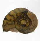 (image for) Good Price Very Beautiful Natural Artwork Fossil Ammonite 13,50 grams Sawn Polished Half Interesting Exciting Collectible Item from Morocco Buy Now!