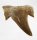 (image for) Good Price Nice Collection Fossile Shark Tooth 5,15 gram Nice Shape from Morocko Purchase Now!