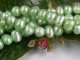 (image for) Lightgreen Freshwaterpearl Potatoe 3-4 mm 37-39cm/str.