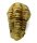 (image for) Good Price High Interesting Well Shaped Fossil Trilobite 88 grams Natural Released Specimen Untreated Nice Collectible Item from Morocco Buy Now!