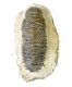 (image for) Good Price High Interesting Extremely Well Shaped Very Beautiful Fossil Trilobite 446 grams Natural Whole Specimen with Matrix Perfect Exclusive Collector's Item from Morocco Buy Now!