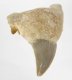 (image for) Good Price Nice Collection Fossile Shark Tooth 23,10 gram Nice Shape from Morocko Purchase Now!