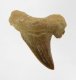 (image for) Good Price Nice Collection Fossile Shark Tooth 6,55 gram Nice Shape from Morocko Purchase Now!