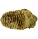 (image for) Good Price High Interesting Well Shaped Fossil Trilobite 113 grams Natural Released Specimen Untreated Nice Collectible Item from Morocco Buy Now!