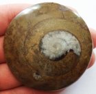 (image for) Good Price Very Beautiful Natural Artwork Fossil Ammonite 75 grams Sawn Polished Half Interesting Exciting Collectible Item from Morocco Buy Now!