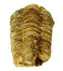 (bild för) Bra Pris Hög Intressant Välformad Fossil Trilobit 81 gram Naturlig Frigjord Exemplar Obehandlad Trevligt Samlar Objekt från Marocko Köp Nu!