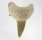 (image for) Good Price Nice Collection Fossile Shark Tooth 29,30 gram Nice Shape from Morocko Purchase Now!