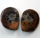 (bild för) Bra Pris Mycket vackert Naturligt Konstverk Fossil 2 st/1 par Ammonit 44 gram Sågad Polerade Halvor Intressant Spännande Samlar Objekt från Marocko Köp Nu!