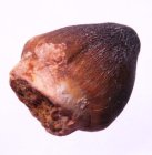 (image for) Good Price Exciting Finely Shaped Tooth from Mosasaur 8,25 grams High Interesting Collectible Item from Morocco Buy Now!