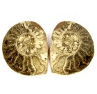 (bild för) Bra Pris Mycket vackert Naturligt Konstverk Fossil 2 st/1 par Ammonit 184 gram Sågad Polerade Halvor Intressant Spännande Samlar Objekt från Marocko Köp Nu!