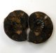 (image for) Good Price Very Beautiful Natural Artwork Fossil 2 pcs/1 pair Ammonite 41 gram Sawn Polished Half´s Interesting Exciting Collectible Item from Morocco Buy Now!