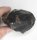 (image for) Good Price Large Very Fine Specimen Black Melanite Andradite Garnet 306.8 grams Natural Crystal Terminated Nice Collector's Item  Buy Now!