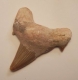 Hajtand Fossil 57x50 mm och 20,90 gram
