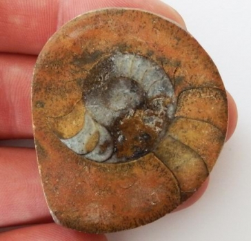 Bra Pris Mycket vackert Naturligt Konstverk Fossil Ammonit 36 gram Sågad Polerad Halva Intressant Spännande Samlar Objekt från Marocko Köp Nu!