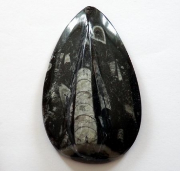 Ortoceratit 201 gram 120x71 mm