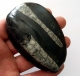 Ortoceratit 171 gram 95x61 mm