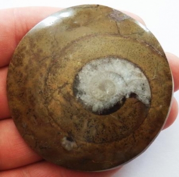 Bra Pris Mycket vackert Naturligt Konstverk Fossil Ammonit 75 gram Sågad Polerad Halva Intressant Spännande Samlar Objekt från Marocko Köp Nu!