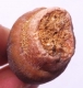 Bra Pris Spännande Fint Formad Tand från Mossasaurie 8,25 gram Hög Intressant Samlar Objekt från Marocko Köp Nu!