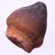 Bra Pris Spännande Fint Formad Tand från Mossasaurie 8,25 gram Hög Intressant Samlar Objekt från Marocko Köp Nu!