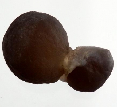 Bra Pris Mycket Spännande Kalcedon 57 gram Naturlig Intressant Formation Perfekt Samlar Objekt från Marocko Köp Nu!