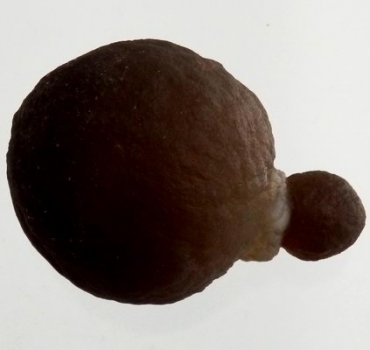 Bra Pris Mycket Spännande Kalcedon 50 gram Naturlig Intressant Formation Perfekt Samlar Objekt från Marocko Köp Nu!