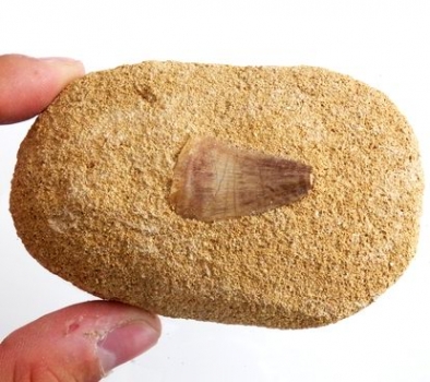 Bra Pris Mycket Spännande Fint Formad Tand från  Mossasaurie 91 gram Inbäddad i Porös Sandsten Hög Intressant Samlar Objekt från Marocko Köp Nu!