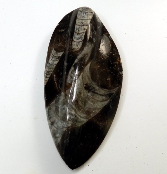 Intressant Marmorerad Ortoceratit 227 gram Polerad från Marocko Samlarobjekt