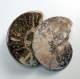 Bra Pris Mycket vackert Naturligt Konstverk Fossil 2 st/1 par Ammonit 175 gram Sågad Polerade Halvor Intressant Spännande Samlar Objekt från Marocko Köp Nu!