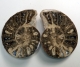 Bra Pris Mycket vackert Naturligt Konstverk Fossil 2 st/1 par Ammonit 175 gram Sågad Polerade Halvor Intressant Spännande Samlar Objekt från Marocko Köp Nu!