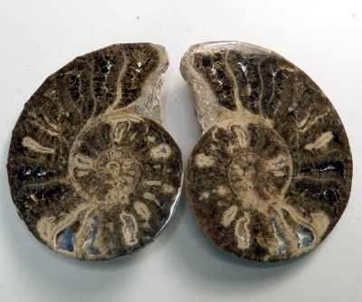 Bra Pris Mycket vackert Naturligt Konstverk Fossil 2 st/1 par Ammonit 175 gram Sågad Polerade Halvor Intressant Spännande Samlar Objekt från Marocko Köp Nu!