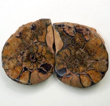 Bra Pris Mycket vackert Naturligt Konstverk Fossil 2 st/1 par Ammonit 30 gram Sågad Polerade Halvor Intressant Spännande Samlar Objekt från Marocko Köp Nu!