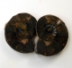 Bra Pris Mycket vackert Naturligt Konstverk Fossil 2 st/1 par Ammonit 41 gram Sågad Polerade Halvor Intressant Spännande Samlar Objekt från Marocko Köp Nu!
